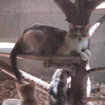 Domestic Short Hair Cats Available for Adoption in Eureka Springs, Arkansas - Chansey | PetCurious