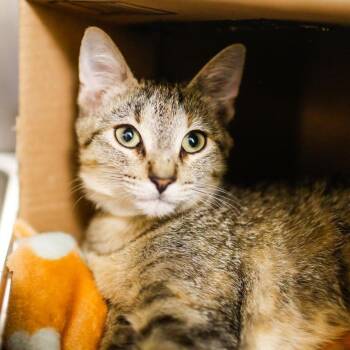 Domestic Short Hair Cats Available for Adoption in Dover, New Hampshire - Manny | PetCurious