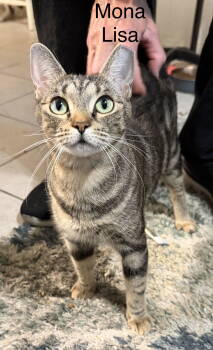 Rescue Domestic Short Hair Cats for Adoption in The Woodlands, Texas - Mona Lisa | PetCurious