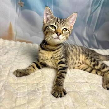 Tootsie Roll -  Tabby Cat for Adoption in Greensburg, Pennsylvania - Tootsie Roll | PetCurious