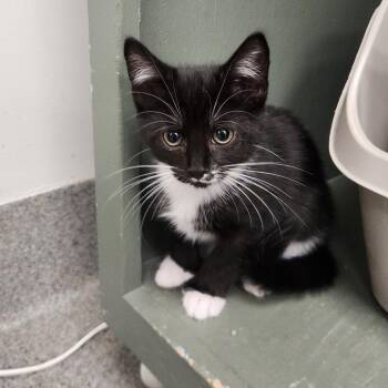 Skye -  Domestic Short Hair Cat for Adoption in Brockton, Massachusetts - Skye | PetCurious