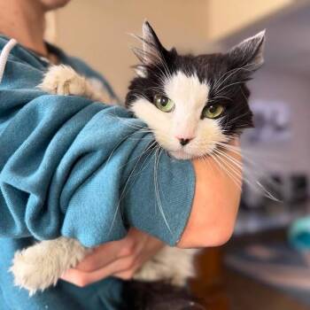 River -  Domestic Long Hair Cat for Adoption in Ramona, California - River | PetCurious