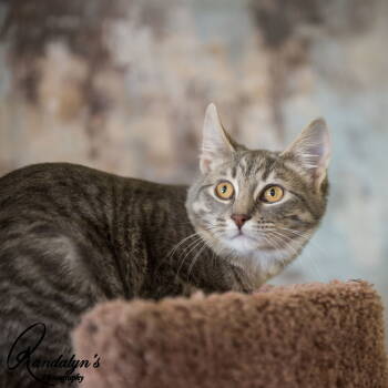 Rescue Domestic Short Hair Cats for Adoption in Greenville, Illinois - Jossie | PetCurious