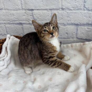 Brownie -  Domestic Short Hair Cat for Adoption in Harrisonburg, Virginia - Brownie | PetCurious