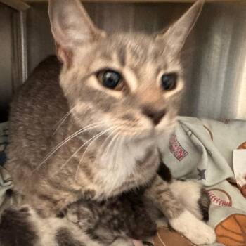 Julep -  Domestic Short Hair Cat for Adoption in Lynchburg, Virginia - Julep | PetCurious