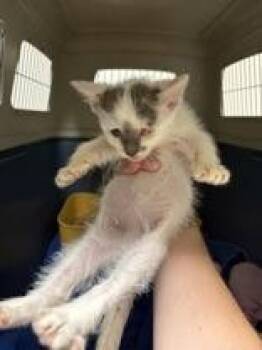Socket -  Domestic Short Hair Cat for Adoption in Lake Tapwingo, Missouri - Socket | PetCurious