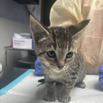 Clafoutis -  Domestic Short Hair Cat for Adoption in Salt Lake City, Utah - Clafoutis | PetCurious