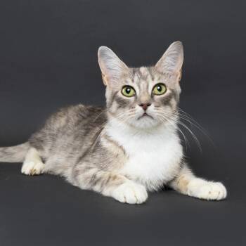 Marcy -  Domestic Short Hair Cat for Adoption in Franklin, Tennessee - Marcy | PetCurious