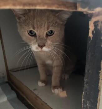 Monty -  Domestic Short Hair Cat for Adoption in Grand Rapids, Michigan - Monty | PetCurious