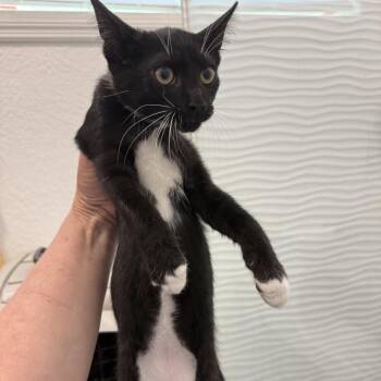 Science -  Domestic Short Hair Cat for Adoption in NEW PT RICHEY, Florida - Science | PetCurious