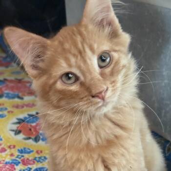 Reggie -  Domestic Medium Hair Cat for Adoption in Santa Fe, New Mexico - Reggie | PetCurious