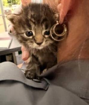 Domestic Medium Hair Cats Available for Adoption in Richland Hills, Texas - Ruby | PetCurious