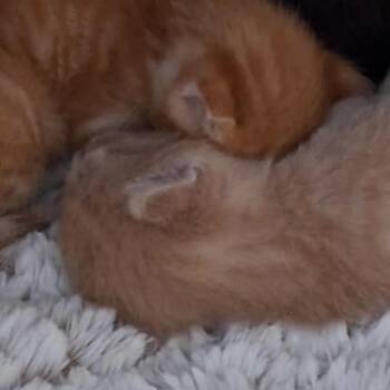 Tommy -  Domestic Short Hair Cat for Adoption in New York, New York - Tommy | PetCurious
