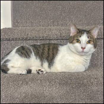 Domestic Short Hair and Manx Cats Available for Adoption - Chanel | PetCurious