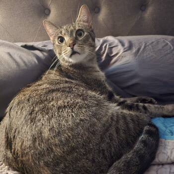 Rescue Domestic Short Hair Cats for Adoption in Troy, Illinois - Lollypop | PetCurious