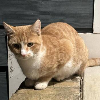 Scarlett -  Domestic Short Hair Cat Available for Adoption in Winston-salem, North Carolina - Scarlett | PetCurious