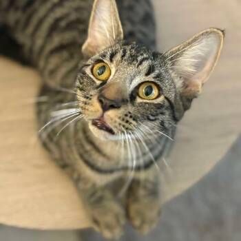 Rescue Domestic Short Hair Cats for Adoption in Tampa, Florida - Han Solo | PetCurious