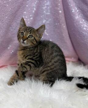 Saltine -  Domestic Short Hair Cat for Adoption in Clarkesville, Georgia - Saltine | PetCurious