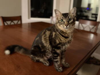 Rescue Domestic Short Hair Cats for Adoption in Oviedo, Florida - Brie | PetCurious