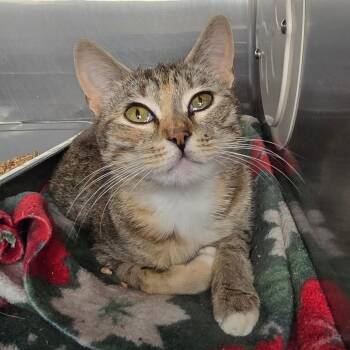 Domestic Short Hair Cats Available for Adoption in Spokane, Washington - Sabritta | PetCurious