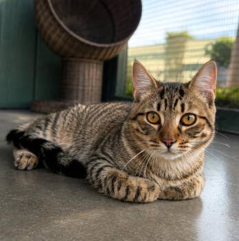 Vortex -  Domestic Short Hair and Tabby Cat for Adoption in Lathrop, California - Vortex | PetCurious