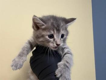 PINGU -  Domestic Short Hair Cat for Adoption in Tustin, California - PINGU | PetCurious