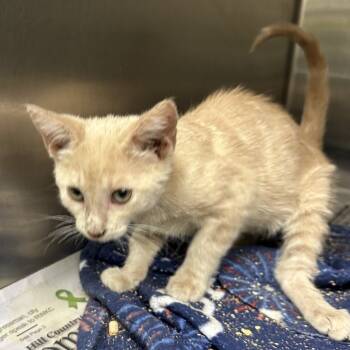 Rescue Domestic Short Hair Cats for Adoption in San Antonio, Texas - Megumi | PetCurious