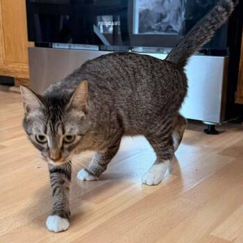 Michi -  Domestic Short Hair Cat for Adoption in Grand Rapids, Minnesota - Michi | PetCurious