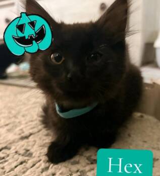 Hex -  Domestic Medium Hair Cat for Adoption in Reno, Nevada - Hex | PetCurious