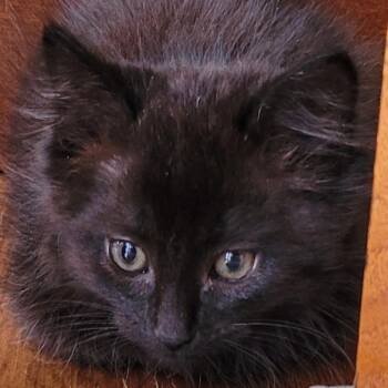 Bounce (orange collar) -  Domestic Medium Hair Cat for Adoption in Coos Bay, Oregon - Bounce (orange Collar) | PetCurious