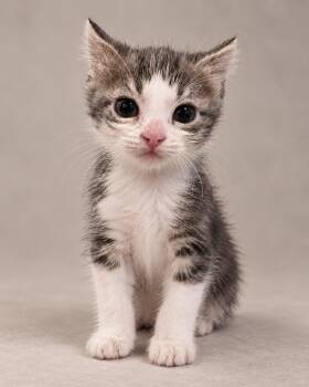 Coddi -  American Shorthair Cat for Adoption in Miami, Florida - Coddi | PetCurious