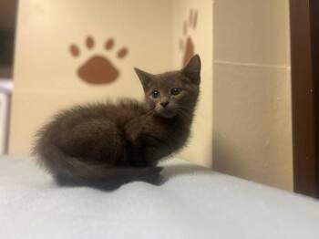 Howdy -  Domestic Short Hair Cat for Adoption in Lovingston, Virginia - Howdy | PetCurious