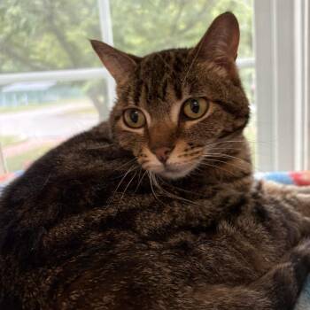 Domestic Short Hair Cats Available for Adoption in Gloucester, Virginia - Heidi | PetCurious