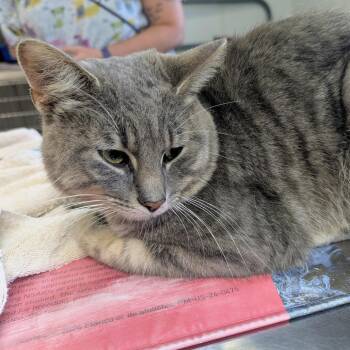 Ryan -  Domestic Short Hair Cat for Adoption in Marysville, Ohio - Ryan | PetCurious
