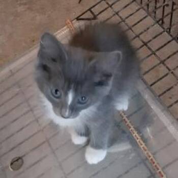 Gray Boy -  Domestic Short Hair Cat for Adoption in Richmond, Virginia - Gray Boy | PetCurious