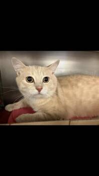 CLANCY -  Domestic Short Hair Cat for Adoption in Fort Wayne, Indiana - CLANCY | PetCurious