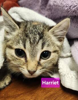 Harriet -  Domestic Short Hair Cat for Adoption in East Greenville, Pennsylvania - Harriet | PetCurious