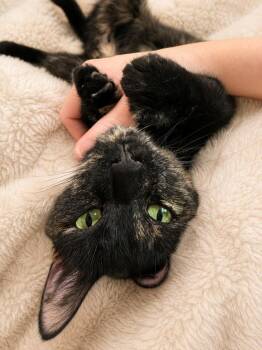 Domestic Short Hair Cats Available for Adoption in Minneapolis, Minnesota - Charcuterie | PetCurious