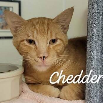 Chedder -  Domestic Short Hair Cat for Adoption in Buchanan Dam, Texas - Chedder | PetCurious