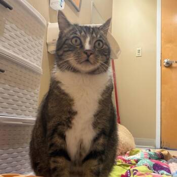 Boots -  Domestic Short Hair Cat for Adoption in Bedford, New Hampshire - Boots | PetCurious
