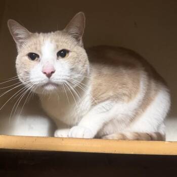 Spirit -  Domestic Short Hair Cat for Adoption in Bismarck, North Dakota - Spirit | PetCurious