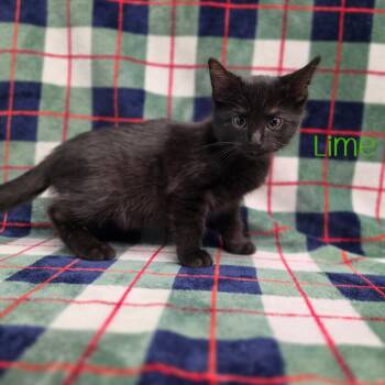 Lime -  Domestic Short Hair Cat for Adoption in Parkersburg, West Virginia - Lime | PetCurious