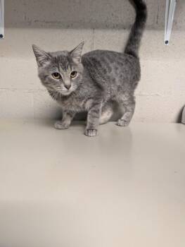 KeeKee -  Domestic Short Hair Cat for Adoption in Shelbyville, Tennessee - KeeKee | PetCurious