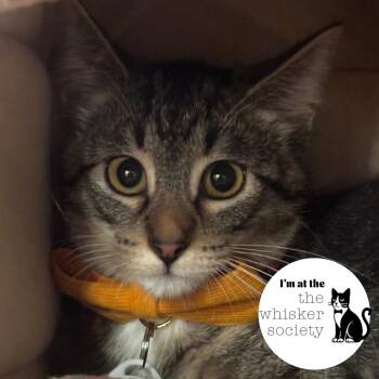 Charlie -  Domestic Short Hair Cat for Adoption in West Allis, Wisconsin - Charlie | PetCurious