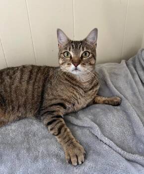 Kiwi -  Domestic Short Hair Cat for Adoption in Baton Rouge, Louisiana - Kiwi | PetCurious