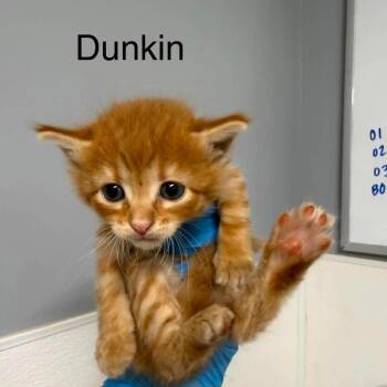 Dunkin -  American Shorthair Cat for Adoption in Spring Hill, Kansas - Dunkin | PetCurious