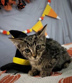 Rescue Domestic Short Hair Cats for Adoption in Cumming, Georgia - Wisp 1368-25 | PetCurious