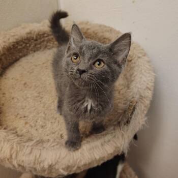 Egg Roll -  Domestic Short Hair Cat for Adoption in Indiana, Pennsylvania - Egg Roll | PetCurious