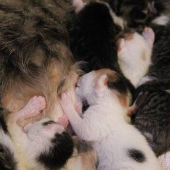 Domestic Short Hair Cats Available for Adoption in Fort Collins, Colorado - Muffin | PetCurious