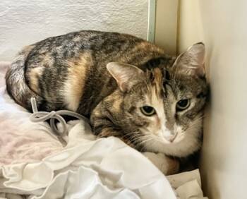 Rescue Domestic Short Hair Cats for Adoption in Savannah, Georgia - Augusta | PetCurious